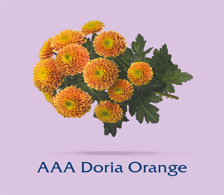 Doria Orange